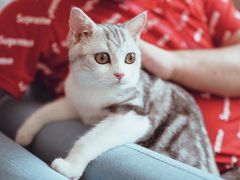 -爱妮康宠物医院·干细胞免疫细胞·肿瘤·心脏(张江店)