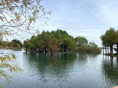 -贡湖湾湿地公园