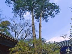 -大觉寺-停车场