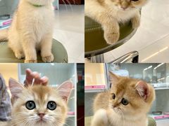 -lincat·猫舍(广州店)