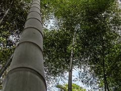 -上海佘山国家森林公园天马山园