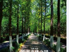 -合肥滨湖国家森林公园