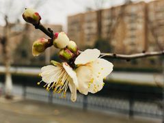 -上海东方佘山翰悦阁酒店·Vie全日制餐厅