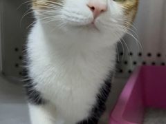 -美联众合动物医院·24h转诊中心