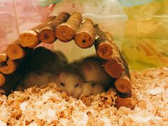 -龙猫仔乐园(惠福东路店)