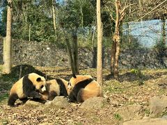 -都江堰中华大熊猫苑