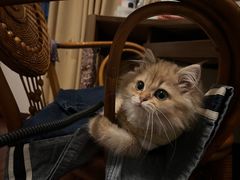 -喵zoo家庭繁育猫舍(尖东智能花园店)