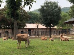 -石家庄市动物园