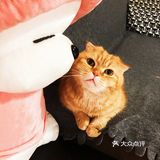 4年前家人在宠物店看到它，说是原来的家庭不能再养猫