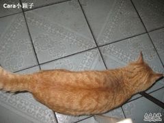 传说中的大黄猫-乡间好味私家菜(总店)