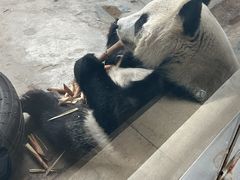 -石家庄市动物园