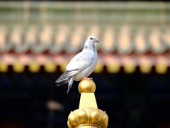 -西安大兴善寺