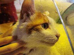-平行世界·猫咖(首经贸店)