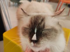 -平行世界·猫咖(首经贸店)