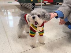 -帕帕拉兹宠物(亚洲旗舰店)