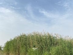 -羊亭河湿地公园