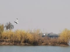 -丁香湖公园