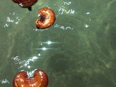 -汉拿山温泉度假酒店