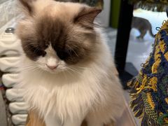 -平行世界·猫咖(首经贸店)