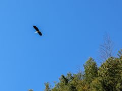 -小芝红树林