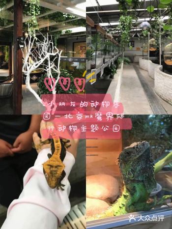 小朋友的动物乐园—北京mk魔鬼爬行动物园