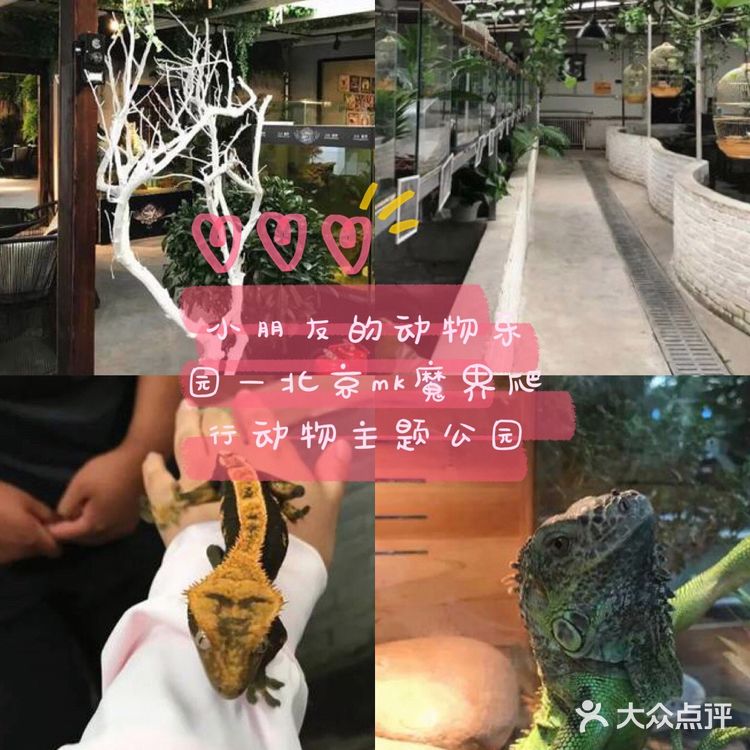 小朋友的动物乐园—北京mk魔鬼爬行动物园