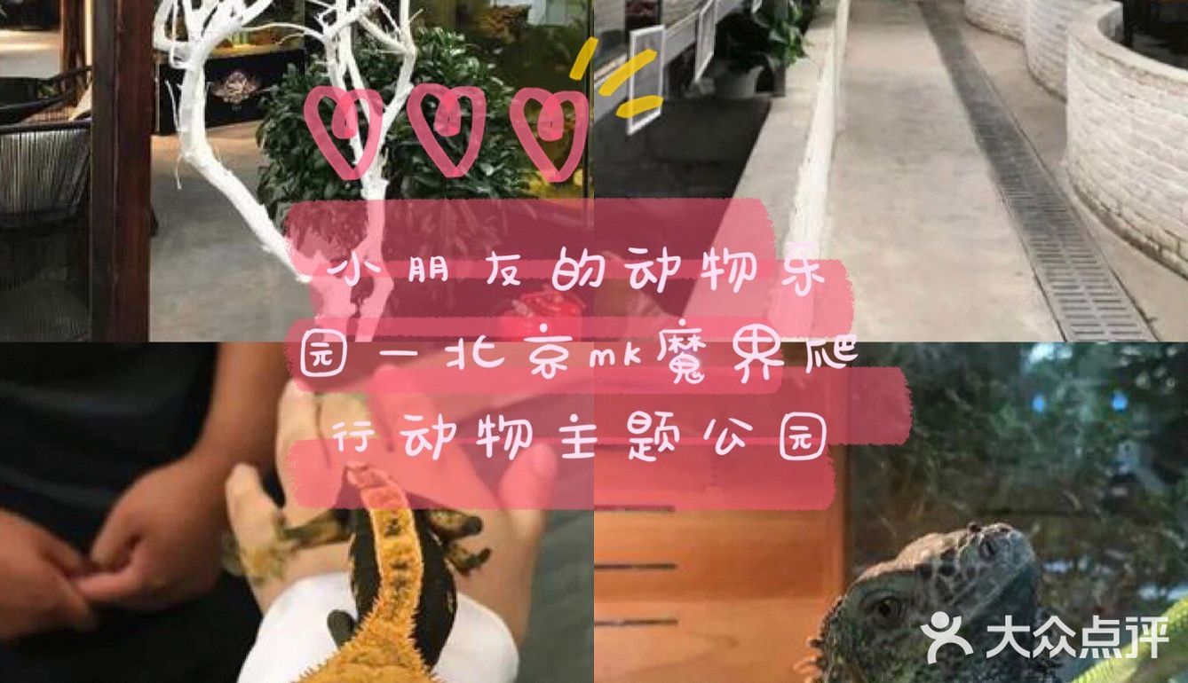 小朋友的动物乐园—北京mk魔鬼爬行动物园
