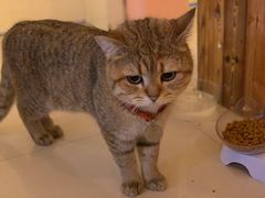 -名猫咖啡馆·撸猫·拼豆