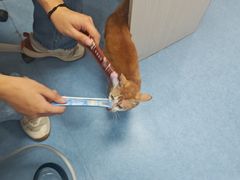 -博特宠物医院24h犬猫全科.骨科·异宠