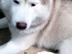 -TrueLove @ Neverland (Husky Cafe)