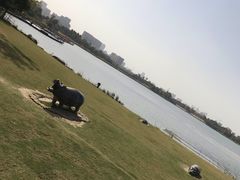 -桐乡凤凰湖