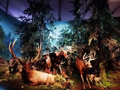 -贝林大翅鲸简餐厅(国家海洋博物馆店)