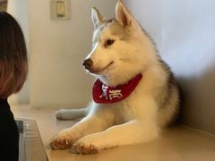 -Husky Go! 哈士奇体验馆·宠物咖啡厅狗咖