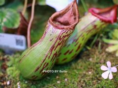 -上海辰山植物园