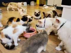 -Bastet sally猫舍购宠(静安店)