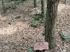 -上海佘山国家森林公园天马山园