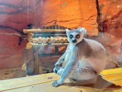 -Zoolung Zoolung动物主题公园(海信广场店)