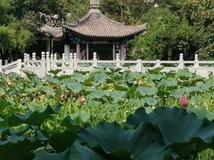 -莲湖公园