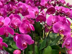 -双季花艺园艺市场(浦东店)