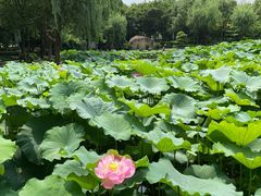-陈家山荷花公园