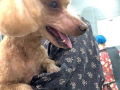 -宠福鑫康馨动物医院·骨科·眼科