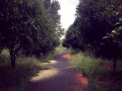 -崇明东平国家森林公园烧烤房车露营地