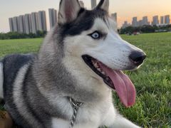 -天使宠物医院·犬猫分诊(彩虹店)