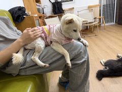 -是阿柴呀！柴犬咖啡·爱喵喵猫咖