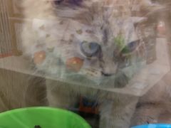 -猫力发电所·宠物专门店