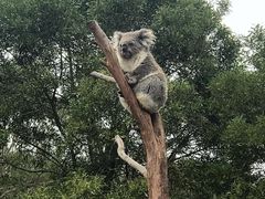 -威勒比开放式动物园