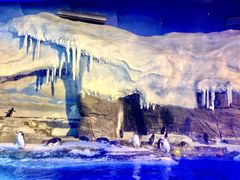 -海合安成都极地海洋公园