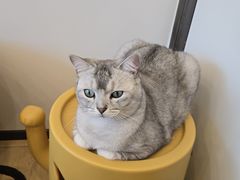 -有喵·猫咖·狗咖·30几只猫10只小狗(岗厦店)