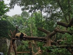 -成都大熊猫繁育研究基地