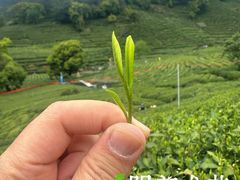 -十里琅珰